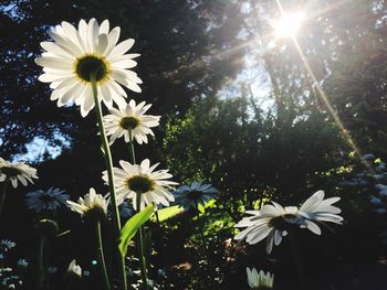 Close-up of white cosmos flowers blooming outdoors