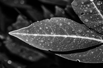 Close-up of water drops on leaves