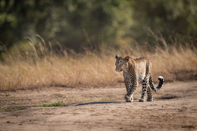 Leopard walks in savannah past long grass