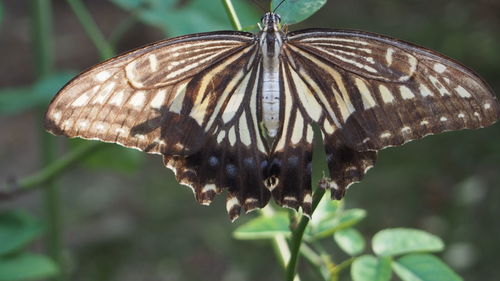 Close-up of butterfly on plant