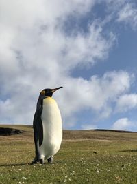 View of a bird on the ground