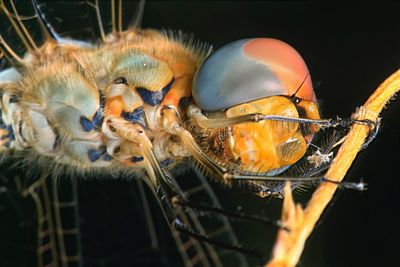 Close-up of dragonfly