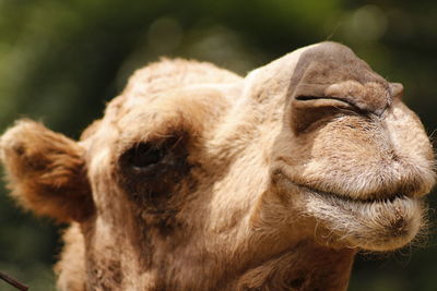 Close-up of camel