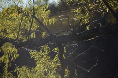 Close-up of tree branch