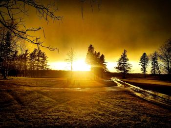 Trees against sky during sunset