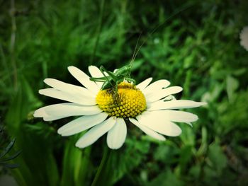 Close-up of honey bee on yellow flower
