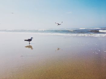 Seagulls flying over sea