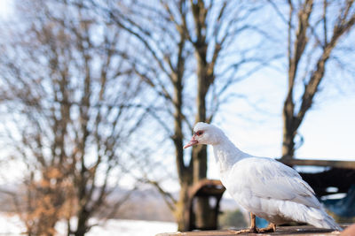 Close-up of seagull perching on branch