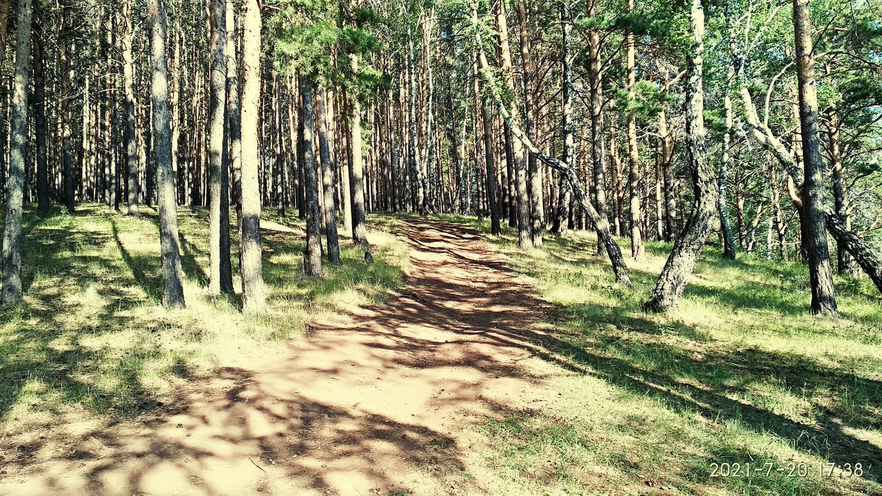 TREES GROWING IN A FOREST