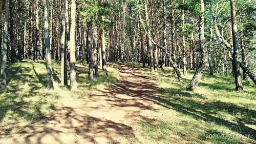 Trees growing in forest