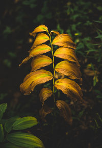 Close-up of yellow flowering plant