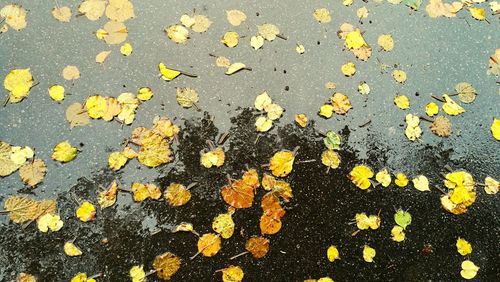 High angle view of yellow maple leaves on street