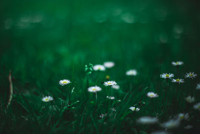 White daisy flowers in field