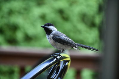 Close-up of bird perching on metal chair