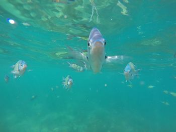 Fish swimming in water