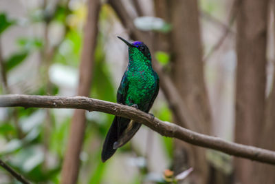 Close-up of bird perching on tree