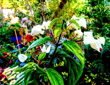 Close-up of white flowering plant