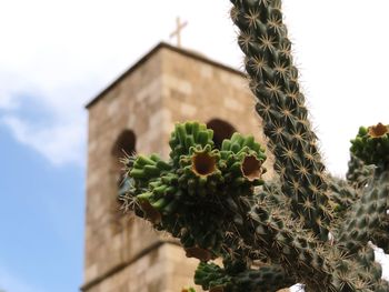 Low angle view of succulent plant against sky