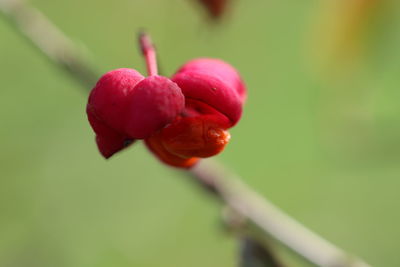 Close-up of red berries growing on plant