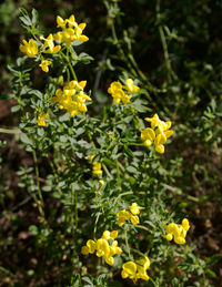 Close-up of yellow flower