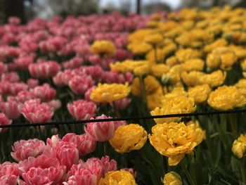 Close-up of yellow flowering plants