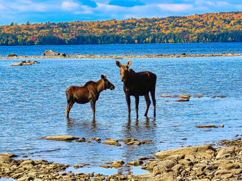 Horses in the lake