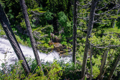 Trees growing in forest