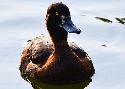 Close-up of duck swimming in lake