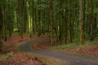 Road amidst trees in forest at bali botanical garden. kebun raya bali