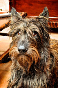 Close-up portrait of a dog berger picard