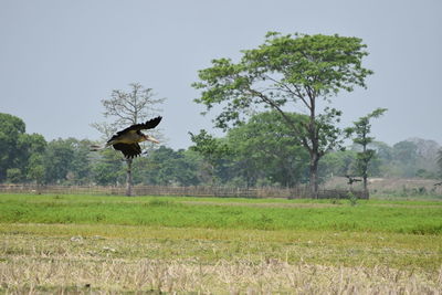 Bird on field against sky