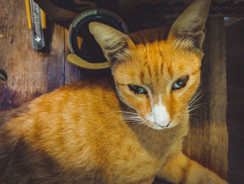 Close-up portrait of a cat