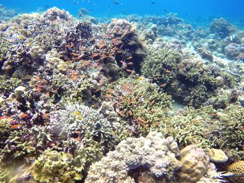 View of fish swimming in sea