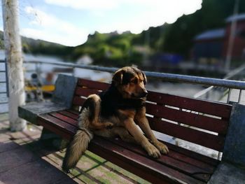 Dog sitting on bench