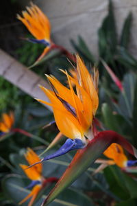 Close-up of yellow flower