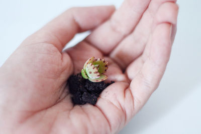 Close-up of hand holding plant with soil over table