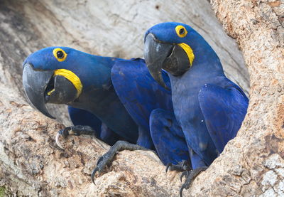 Closeup of two blue hyacinth macaws anodorhynchus hyacinthinus nesting in tree pantanal, brazil.