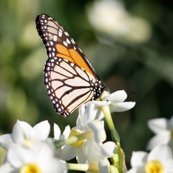 Close-up of butterfly on flower