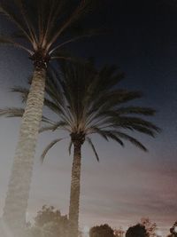 Low angle view of palm tree against clear sky