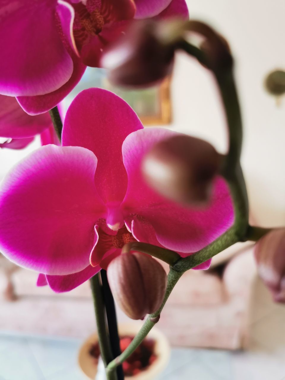 CLOSE-UP OF PINK ORCHID FLOWER