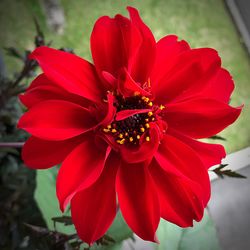 Close-up of red hibiscus blooming outdoors