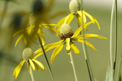 Close-up of honey bee on yellow flowering plant