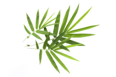 Close-up of fresh green plant against white background