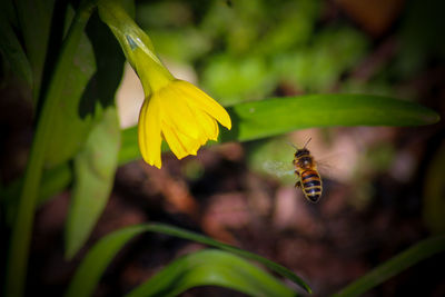 Close-up of insect on yellow flower