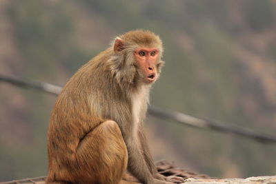 Monkey sitting outdoors