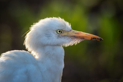 Close-up of white bird