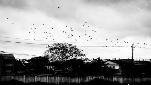 Flock of birds flying in sky