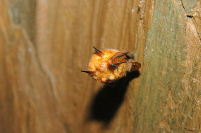 Close-up of bee on leaf