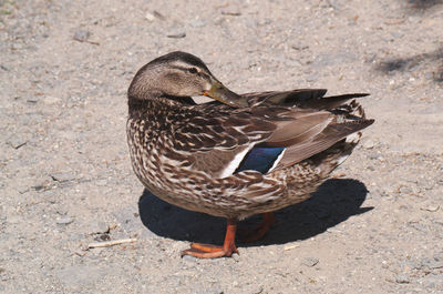 Close-up of mallard duck