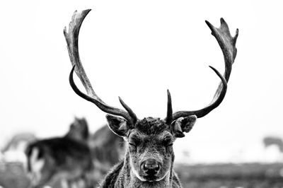 Close-up portrait of deer